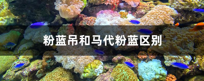 粉蓝吊和马代粉蓝区别 祥龙进口元宝凤凰鱼