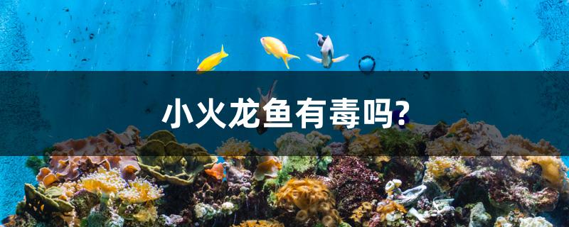 小火龍魚有毒嗎