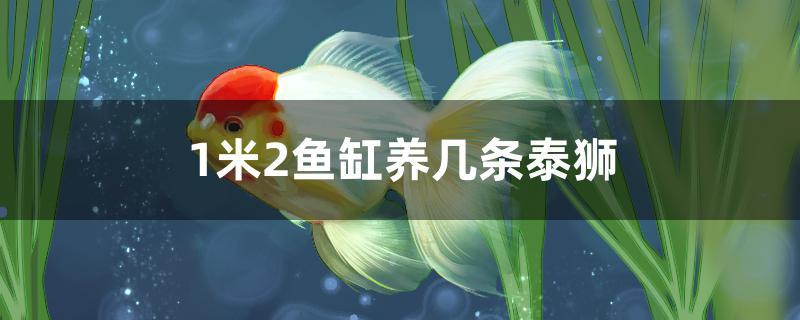1米2鱼缸养几条泰狮
