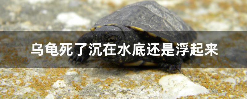 乌龟死了沉在水底还是浮起来 撒旦鸭嘴鱼