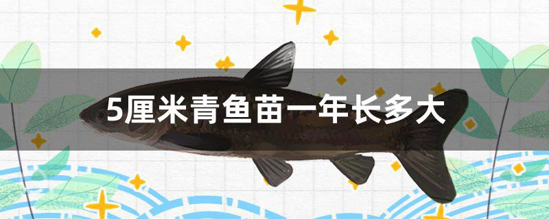 5厘米青鱼苗一年长多大 观赏鱼进出口