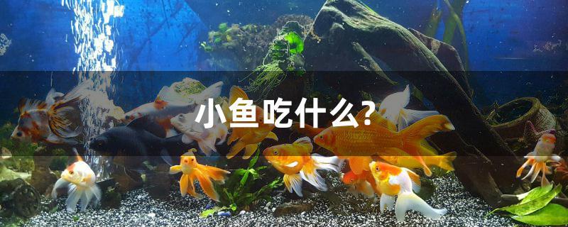 小鱼吃什么?