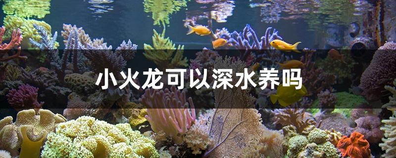 小火龙可以深水养吗