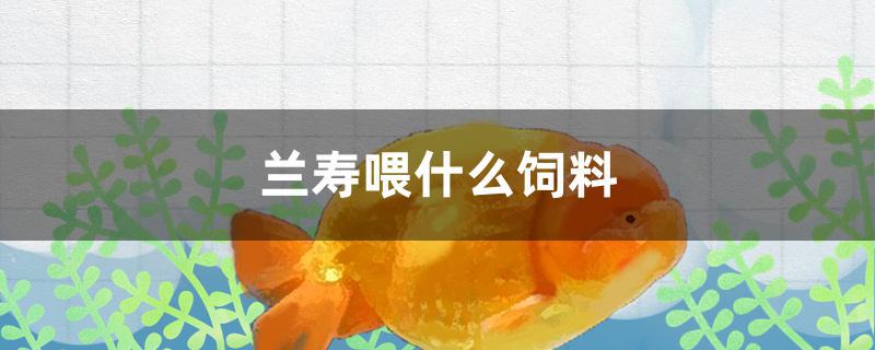 兰寿喂什么饲料