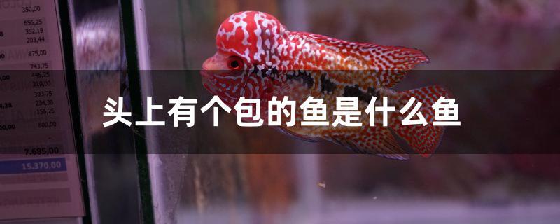 头上有个包的鱼是什么鱼