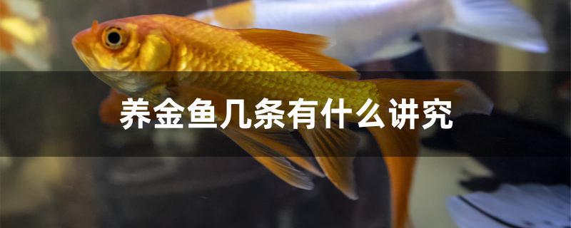 養(yǎng)金魚(yú)幾條有什么講究 泰國(guó)雪鯽魚(yú)