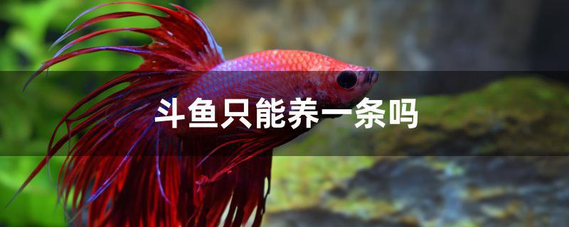斗鱼只能养一条吗
