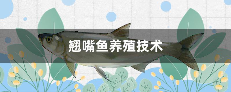 翘嘴鱼养殖技术