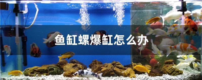 鱼缸螺爆缸怎么办 广州水族批发市场