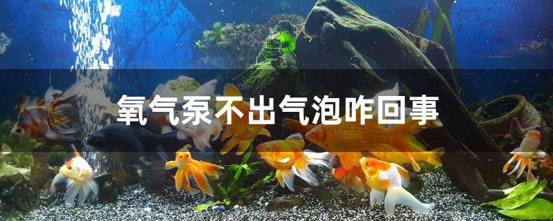 氧气泵不出气泡咋回事 肥料