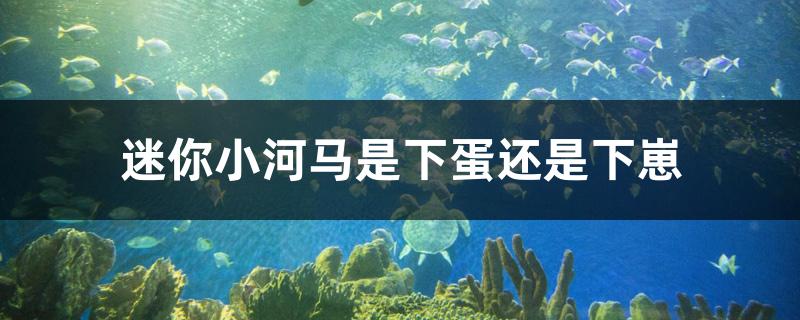 迷你小河馬是下蛋還是下崽 白子黑帝王魟魚