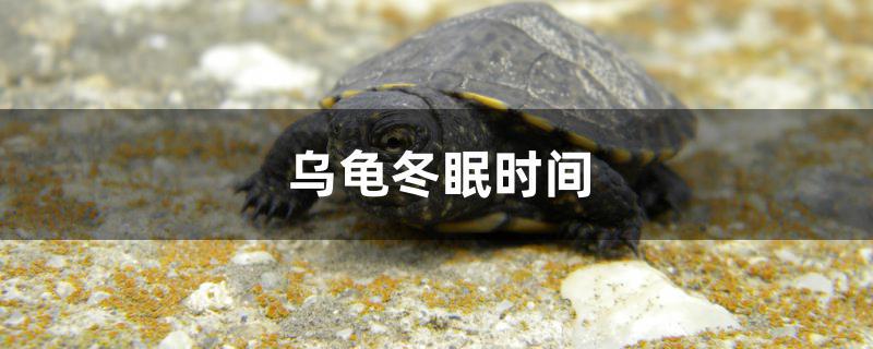 乌龟冬眠时间 萨伊蓝鱼