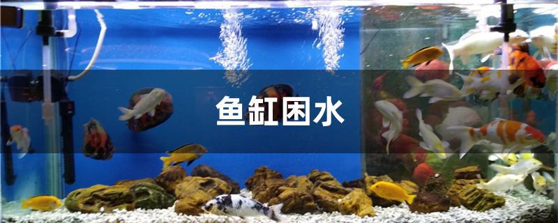 魚缸困水