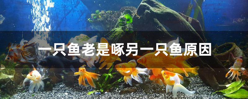 一只鱼老是啄另一只鱼原因