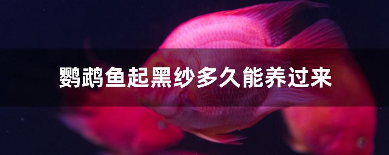 鸚鵡魚起黑紗多久能養(yǎng)過來 蘇虎