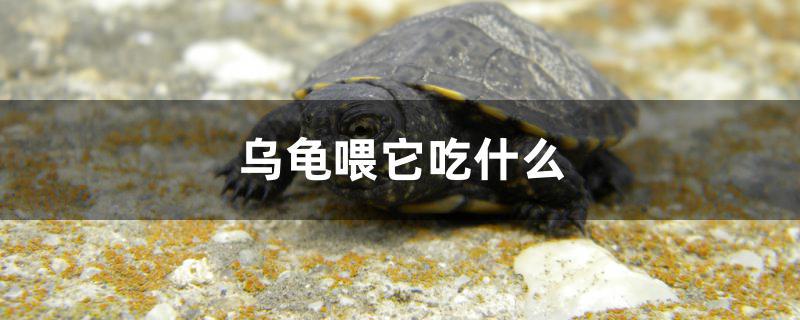 烏龜喂它吃什么 祥龍藍珀金龍魚