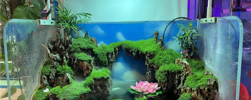 How to let fish bowl grow green moss, what profit does green moss have