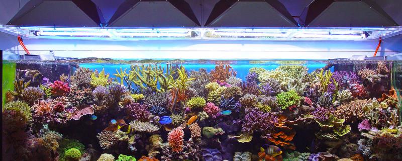 What is the appropriate temperature for tropical fish tanks and what is the effect of low temperature?