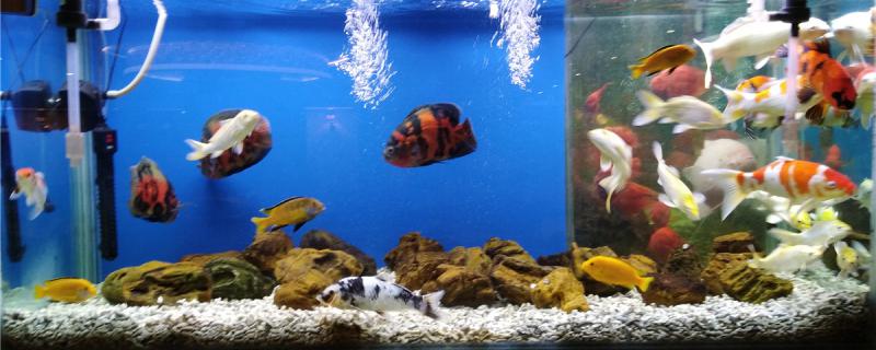 鱼缸停电怎么给鱼增氧增氧有哪些方法 金三间鱼