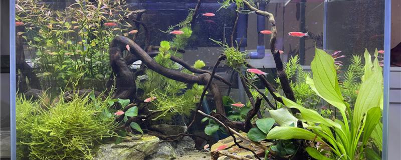 How to deal with the muddy water of tropical fish and improve the water quality