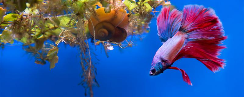 热带鱼不打氧气可以吗，什么鱼可以不打氧气
