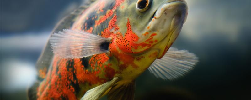 熱帯魚のうろこを揚げるとはどういうことか、うろこを揚げるとどう治すのか