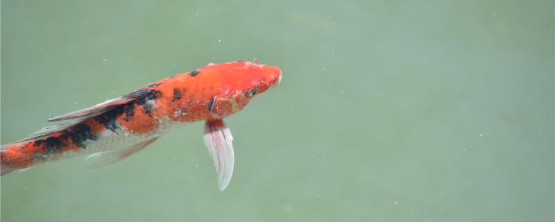 魚池の水が黄色くなったらどうする、魚池をきれいにするには