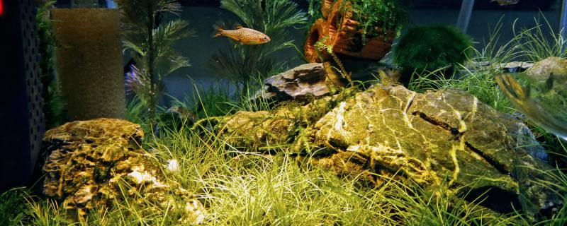 鱼塘长满了藻类怎么办，如何预防爆藻