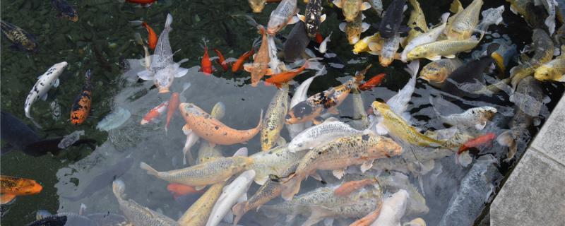 室外鱼池青苔怎么清除为什么会长青苔 绿皮皇冠豹鱼