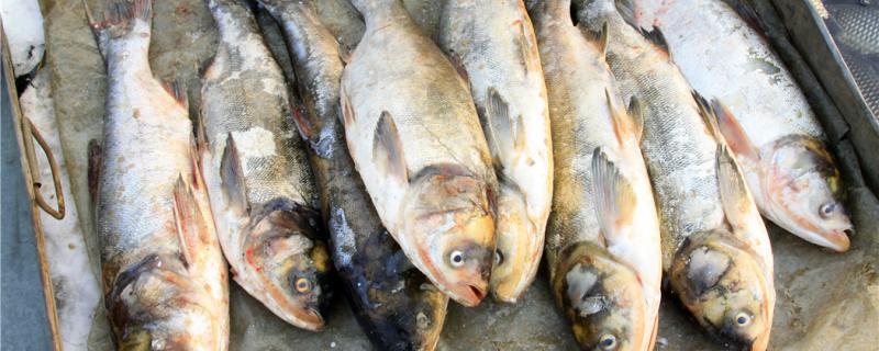 肥えた池はどんな魚を飼うのに適しているのか、肥えた池にはどんな