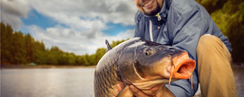 農村のいけすはどんな魚を飼うのに適していて、どんな魚が飼いやすい