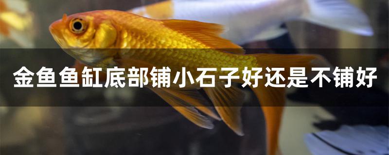 金魚魚缸底部鋪小石子好還是不鋪好 暹羅巨鯉