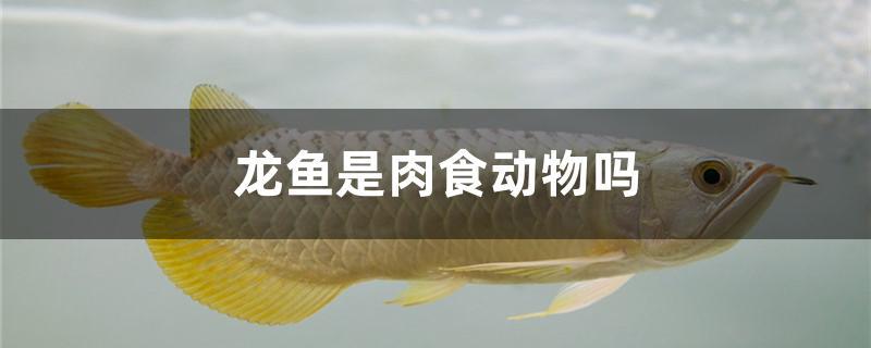 龍魚是肉食動物嗎