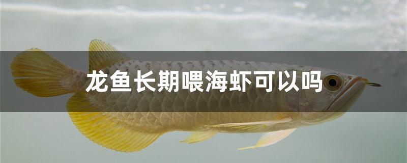 龍魚長期喂海蝦可以嗎 錦鯉飼料