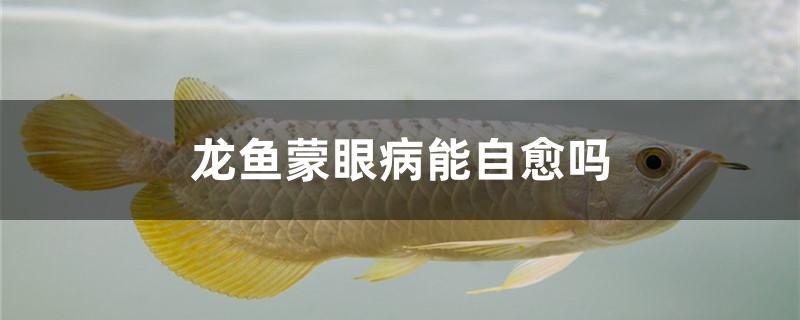 龍魚蒙眼病能自愈嗎