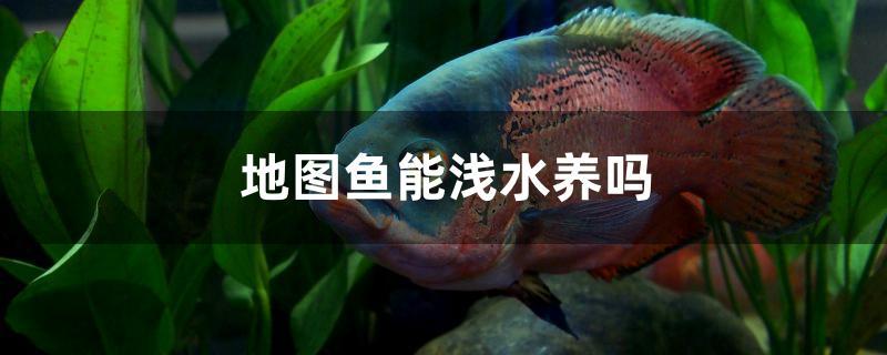 地图鱼能浅水养吗