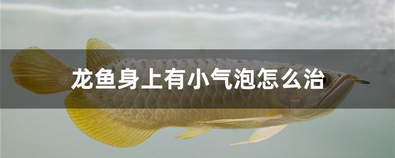 龍魚身上有小氣泡怎么治