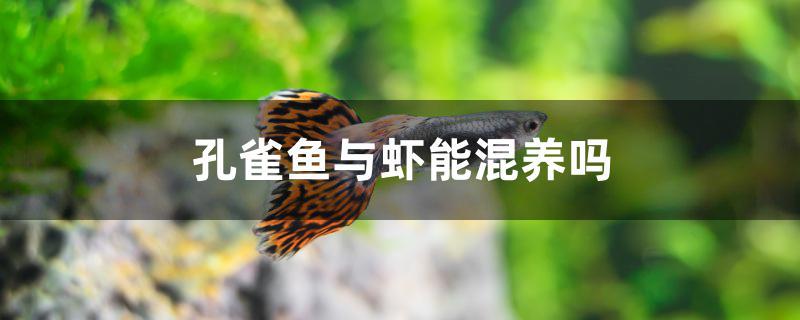 孔雀鱼与虾能混养吗