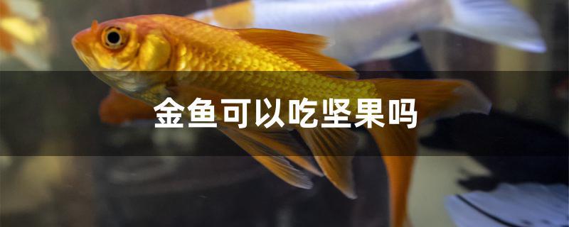 金鱼可以吃坚果吗