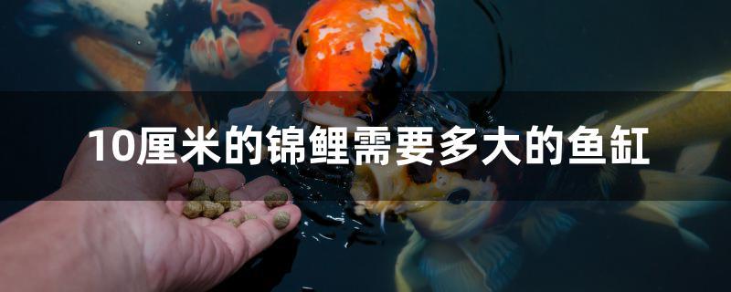 10厘米的錦鯉需要多大的魚缸