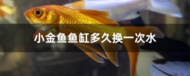 小金魚魚缸多久換一次水 白化火箭