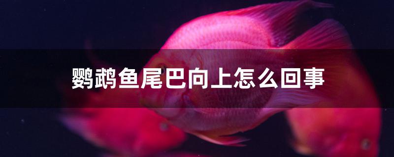 鸚鵡魚尾巴向上怎么回事