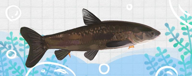 冬のアオウオ釣りは底は浮く、近いか遠いか