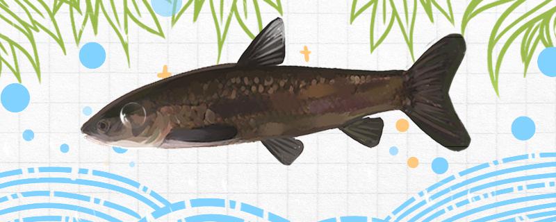 春の青魚釣りにどんなエサが一番いいか、トウモロコシが使えるか