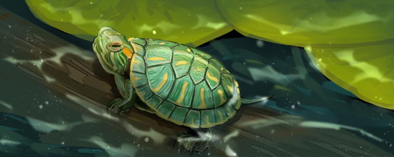 巴西龟有什么特点，它们吃什么