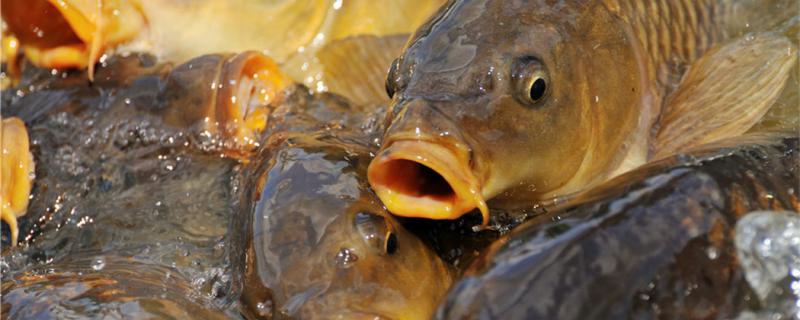 養魚池と鶏糞の肥と水を1ムーあたりいくら使うか、施肥して何の利益があるか