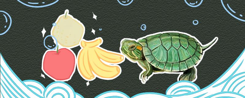 巴西龟喜欢什么，喂什么食物长得快