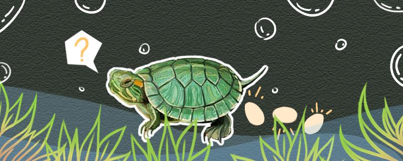 巴西龟下蛋前兆，下蛋后怎么孵化