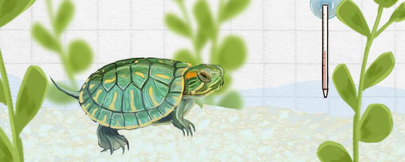 巴西龟适合的温度，适合的水位