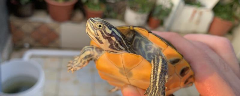 Is the flame tortoise a Brazilian tortoise? What are the characteristics of the flame tortoise?